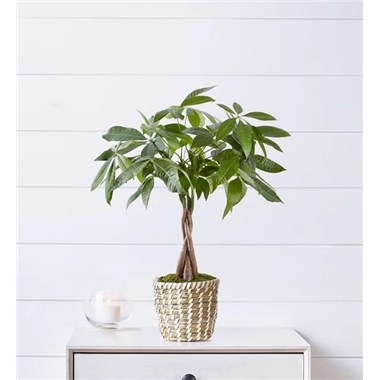 Money Tree Plant